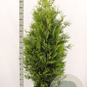 Thuja occ. 'Brabant' 180-200 cm met kluit