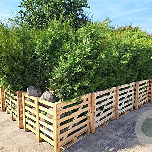 Thuja occ. 'Brabant' 180-200 cm met kluit