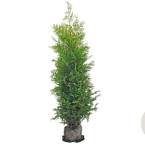 Thuja occ. 'Brabant' 180-200 cm met kluit