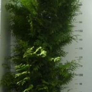 Thuja occ. 'Brabant' 200-225 cm 20L
