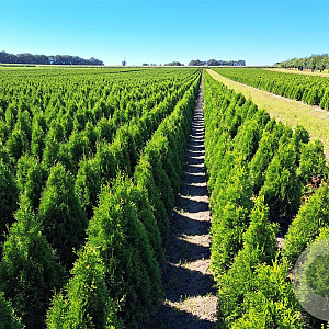 Thuja occ. 'Smaragd' 80-100 cm met kluit