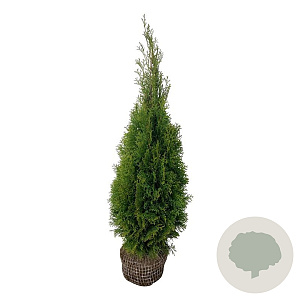 Thuja occ. 'Smaragd' 80-100 cm met kluit