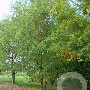 Zelkova carpinifolia 'Verschaffeltii' 150-175 cm 20L