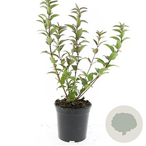 Deutzia gracilis GM C1.3