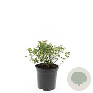Spiraea jap. 'Little Princess' GM C1.3