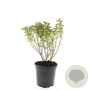 Spiraea jap. 'Manon' GM C1.3