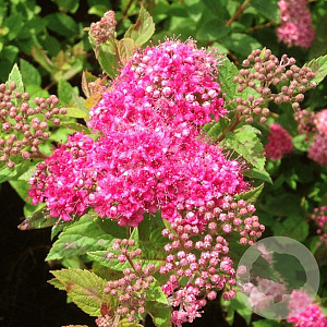Spiraea jap. 'Manon' GM P9