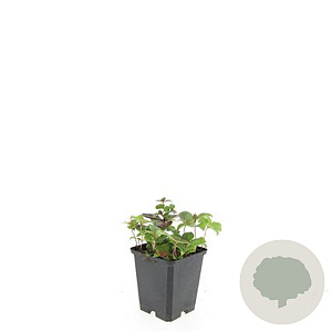 Cornus canadensis GM P9