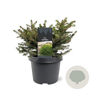 Picea a. 'Nidiformis' 25-30 cm 3,5L