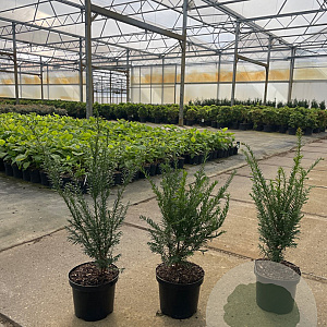 Taxus baccata 40-50 cm 3,0L