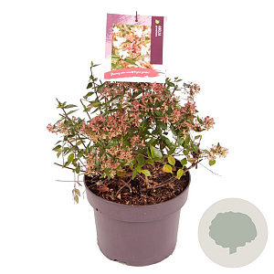 Abelia grandiflora 25-30 cm 5,0L
