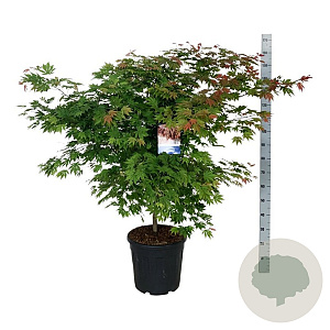 Acer North Wind 100-125 cm 30L extra
