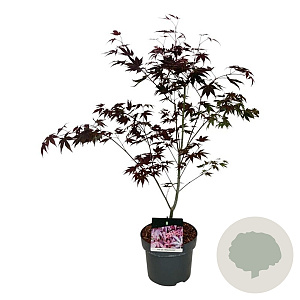 Acer pal. 'Atropurpureum' 50-60 cm 4,5L