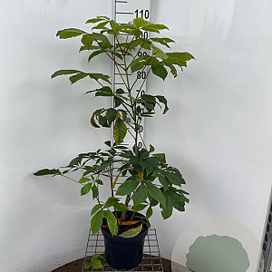 Aesculus parviflora 80-100 cm 7,5L