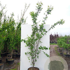 Amelanchier laevis 'Snowflakes' 200-250 cm cont. 80L meerstammig