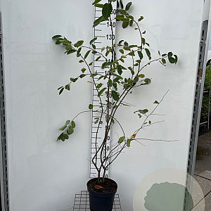 Amelanchier lamarckii 150-175 cm 7,5L