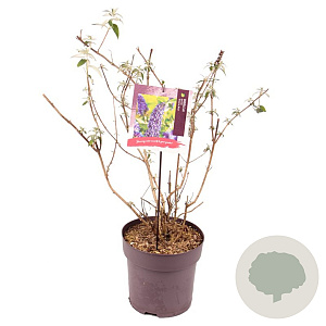 Buddleja d. 'Empire Blue' 80-100 cm 10L