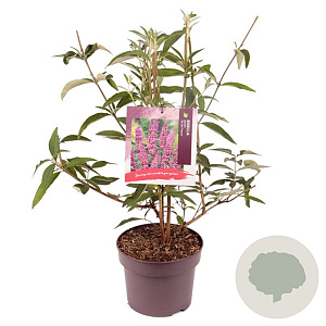 Buddleja d. 'Ile de France' 50-60 cm 5,0L
