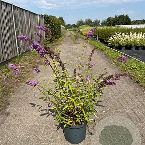 Buddleja d. 'Ile de France' 80-100 cm 10L