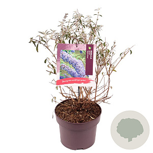 Buddleja d. 'Nanho Blue' 40-50 cm 5,0L