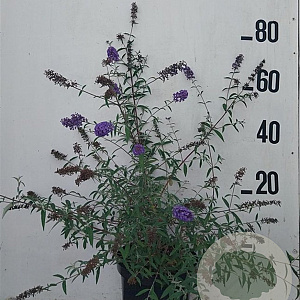 Buddleja d. 'Nanho Blue' 60-80 cm 10L