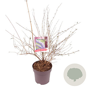 Buddleja d. 'Nanho Blue' 60-80 cm 10L