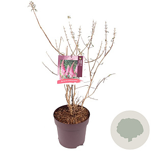 Buddleja d. 'Pink Delight' 80-100 cm 10L