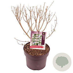 Caryopteris cland. Stephi 30-40 cm 5,0L