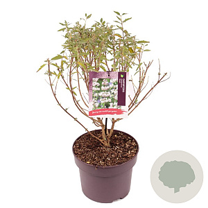 Caryopteris cland. Stephi 30-40 cm 5,0L