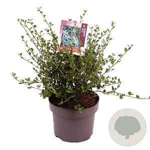 Ceanothus impressus 'Victoria' 40 cm 5,0L