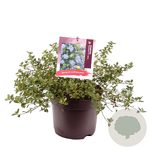Ceanothus thyrsiflorus repens 30-40 cm 7,5L