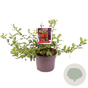 Chaenomeles sup. 'Crimson and Gold' 30-40 cm 3,0L
