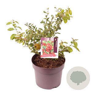 Chaenomeles sup. 'Nicoline' 35-40 cm 7,5L