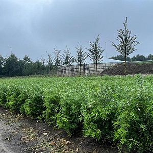 Choisya t. White Dazzler 50-60 cm met kluit