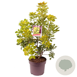 Cotinus cog. Golden Spirit 50-60 cm 7,5L