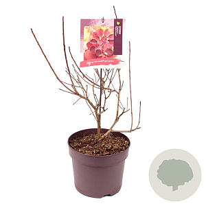 Cotinus cog. 'Royal Purple' 60 cm 7,5L