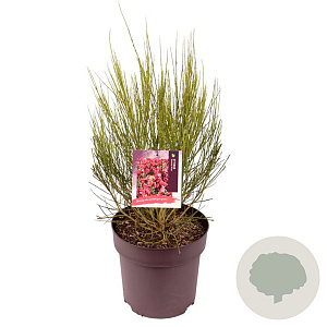 Cytisus 'Boskoop Ruby' 40-50 cm 10L