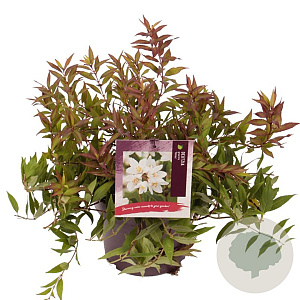 Deutzia gracilis 'Nikko' 30-40 cm 3,0L