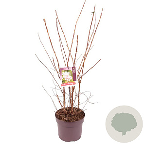 Deutzia hybrida 'Mont Rose' 60-80 cm 7,5L