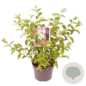 Deutzia purp. 'Kalmiiflora' 40-50 cm 3,0L