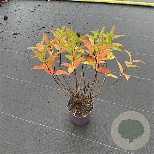 Diervilla sessilif. 'Butterfly' 15-20 cm P13