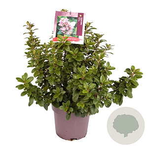 Escallonia laevis Pink Elle 40-45 cm 10L
