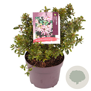 Escallonia laevis Showstopper 15-20 cm 3,0L