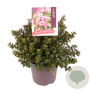 Escallonia 'Red Dream' 30-35 cm 10L