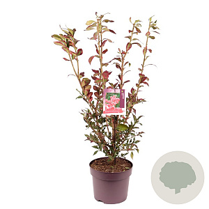 Euonymus alatus 60 cm 7,5L