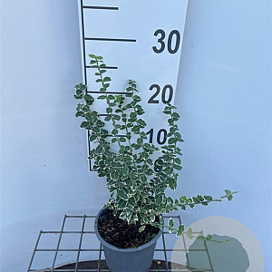 Euonymus fort. 'Emerald Gaiety' 25-30 cm C1.3
