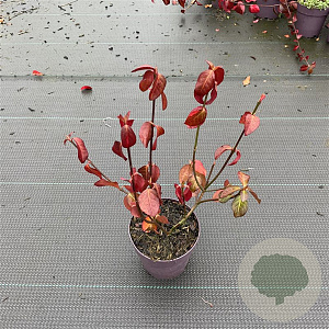 Euonymus fort. 'Hort's Blaze' 15-20 cm P13