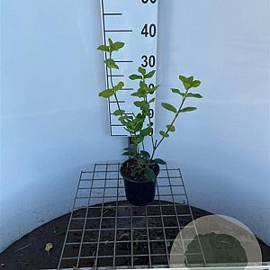 Euonymus fort. 'Hort's Blaze' 30-40 cm C1.3