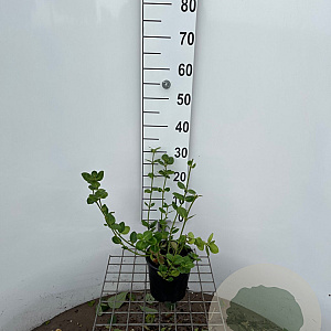 Euonymus fort. 'Vegetus' 30-40 cm 2,5L