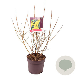 Forsythia int. 'Lynwood' 60-80 cm 7,5L